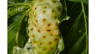 Hati-Hati, Ini Mitos Buah Noni alias Mengkudu yang Perlu Kamu Tahu