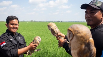 Anggota kelompok tani membawa burung hantu jenis Serak Jawa (Tyto alba) untuk dilepas liar di juntinyuat, Indramayu, Jawa Barat, Minggu (17/8/2025). [ANTARA FOTO/Dedhez Anggara/rwa] 