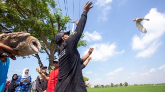 Atasi Hama Tikus, Pemkab Indramayu Lepas 200 Ular dan Burung Hantu
