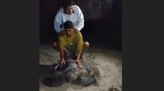 Lima Pemuda Diamankan Usai Viral Tunggangi Penyu di Derawan