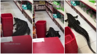 Lagi Asyik Belanja, Warga Panik Buaya Tiba-Tiba Masuk Minimarket