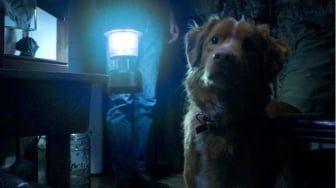 Sinopsis Good Boy, Film Horor Tak Biasa yang Diceritakan Lewat Sudut Pandang Anjing