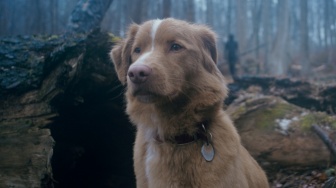 4 Fakta Good Boy, Film Horor Unik dari Sudut Pandang Anjing yang Bikin Merinding