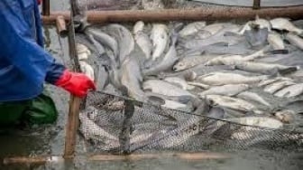 Dari Kukar hingga Mahulu, Begini Sebaran Konsumsi Ikan Warga Kaltim