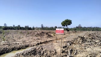 Miris! Hutan Mangrove Aceh Tamiang Dibabat Habis Demi Sawit, Begini Aksi Cepat Kemenhut
