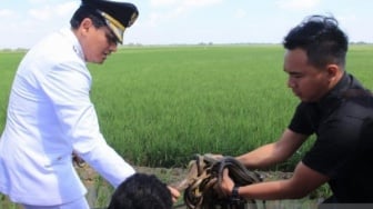Bupati Indramayu Siapkan 10 Ribu Ekor Ular