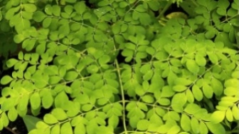 Moringa Oleifera: Suara Alam dalam Intrik Mistik dan Gema Reboisasi