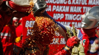 Protes Harga Pakan Mahal, Peternak Ayam Solo Gelar Aksi Mandi Jagung