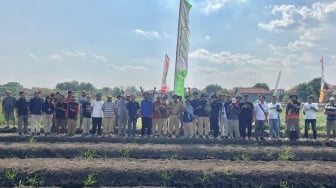 Panen Bawang Merah di Brebes Makin Optimal Berkat Petroganik, Petani Diajak Tebus Pupuk Bersubsidi