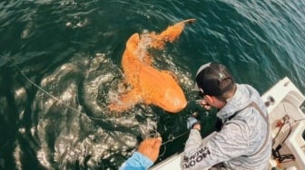 Ilmuan Dibikin Kaget, Hiu Orange Super Langka Tiba-Tiba Muncul di Laut Kosta Rika