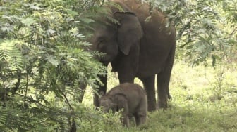 Bayi Gajah Jermey Lahir di Way Kambas: Kenapa Diberi Nama dari Dubes Inggris?