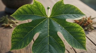 Obat Sakit Gigi Pakai Getah Daun Jarak, Mitos atau Fakta?