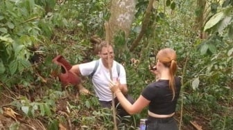 Bunga Rafflesia Arnoldi Mekar Lagi di Solok, Wisatawan Mancanegara Mulai Berdatangan