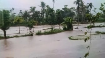 Banjir Pasaman Rendam 20 Hektare Sawah Siap Tanam, Jembatan Darurat Hanyut!