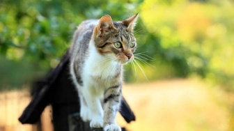 Sadis! Jagal Kucing Pagar Alam Samarkan Bau Daging dengan Daun Jeruk agar Terlihat Kambing
