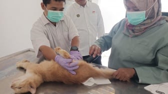 Populasi Kucing Liar Terkendali? Yogyakarta Gencarkan Sterilisasi Gratis di Gedung Pemerintah