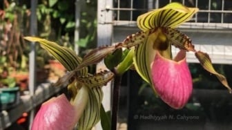 Anggrek Jakob Oetama Hadir di Kebun Raya Bogor