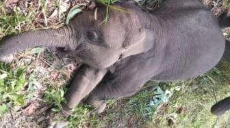 Gajah Tari 'Anak Angkat' Kapolda Riau Ditemukan Mati