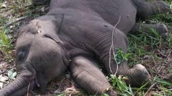 Anak Gajah 'Tari' Ditemukan Mati Mendadak di Tesso Nilo, Penyebab Masih Misterius