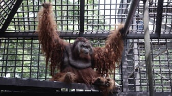 Setelah 10 Tahun Rehabilitasi, Dua Orang Utan Kalimantan Menetap di Suaka IKN