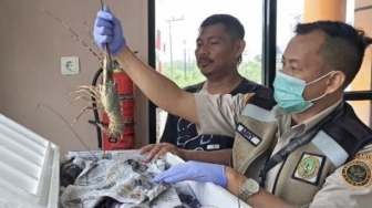 Karantina Sertifikasi Ratusan Udang dan Lobster Tujuan Jakarta