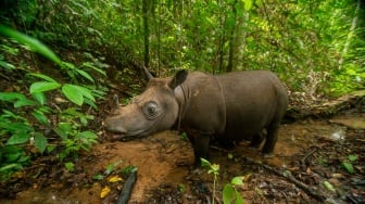 Kalimantan Timur Jadi Rumah Terakhir Badak Bercula Dua