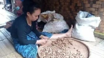 Rahasia Ekonomi Suku Badui: Kencur dan Jahe Hasilkan Jutaan Rupiah