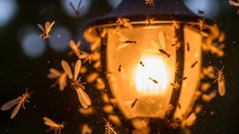 7 Cara Ampuh Mengusir Laron di Rumah Tanpa Perlu Matikan Lampu