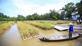 Padi Apung Jadi Solusi Sumsel Hadapi Krisis Pangan, Begini Caranya!