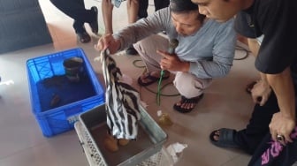 Maggot Masuk Desa Jati Sukoharjo, Solusi Sampah Sekaligus Sumber Cuan