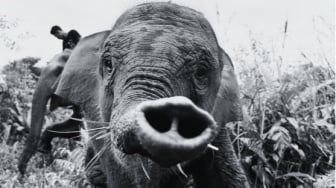 Menguak EEHV, Virus yang Renggut Nyawa Gajah Tari