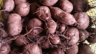 Apa Itu Kentang Jembut? Viral di Medsos Masuk KBBI