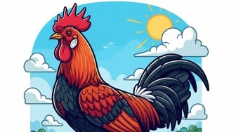 Ayam Pelung Cianjur Mendunia, Ini Alasannya!