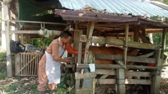 Roslan Inseminator Terbaik Nasional dari Kabupaten Bone