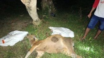 Puluhan Ekor Sapi Warga Mentawai Mati Terserang Virus Jembrana, Bertambah Setiap Hari!