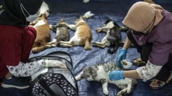 Jakarta Siaga Rabies: 13.500 Hewan Sudah Disteril, Kucing Jadi Prioritas!