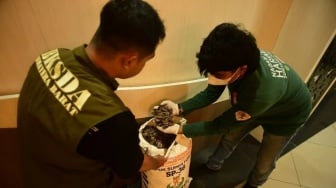 BKSDA Sumbar Ungkap Perdagangan Puluhan Kilogram Sisik Tenggiling, 3 Pelaku Ditangkap!
