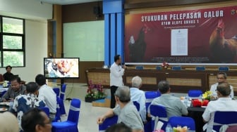 Terobosan Unhas! Ayam Alope: Lebih Cepat Tumbuh, Lebih Hemat Pakan, Lebih Untung