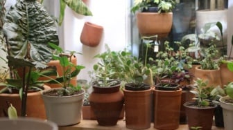 Gak Punya Lahan? Urban Gardening Solusi Hijau di Tengah Kota Padat