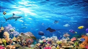 7 Daftar Ikan Laut yang Tidak Aman Dikonsumsi, Mengandung Racun Berbahaya