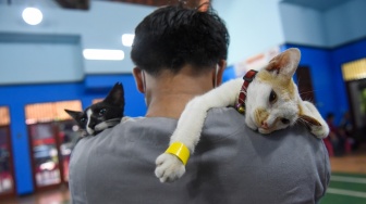 Petugas dari Dinas KPKP Jakarta Timur membawa kucing jantan yang telah disterilisasi di Balai Warga RW.09 Pondok Kelapa, Jakarta Timur, Jumat (26/9/2025).  [ANTARA FOTO/Indrianto Eko Suwarso/foc]
