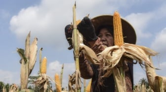 Petani Tuban Ubah Bonggol Jagung Jadi Sumber Energi Bersih