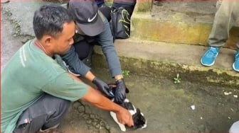 Rabies Merebak di Jembrana, Lonjakan Kasus Mengkhawatirkan di 2025