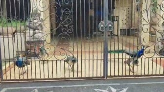 Berkeliaran di Jalan, Heboh Warga di Duren Sawit Jaktim Pamer Punya Banyak Burung Merak, Kok Bisa?