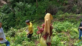 Bunga Bangkai Amorphophallus Titanum Bakal Mekar Sempurna di Agam, Tingginya Capai 190 CM