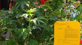 Pria Belanda Bertani Ganja Hidroponik di Denpasar, Belum Panen Sudah Ditangkap