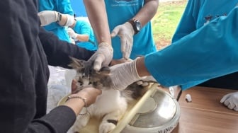 Lampung Bangun Rumah Sakit Hewan Rujukan: Terkendala Dana Berharap DAK