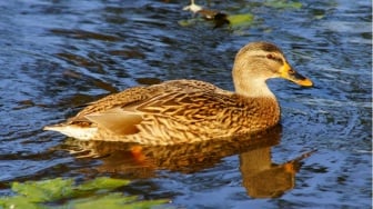 Dianggap Relate Dengan Kehidupan Mahasiswa, Apa Itu Sindrom Duck Syndrome?