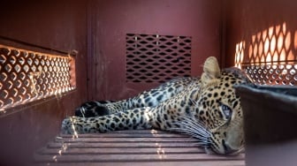Macan Tutul yang Masuk ke Hotel Berhasil Dievakuasi