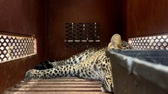 4 Fakta Mengejutkan Macan Tutul di Hotel Bandung, Evakuasi Berlangsung Dramatis